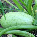 Zucchini 'Grey'