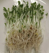 Alfalfa Sprouting - GH