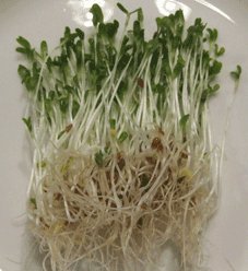 Alfalfa Sprouting - GH