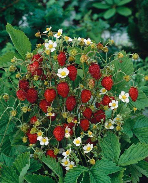 Alpine Strawberry 'Rujana' - GH