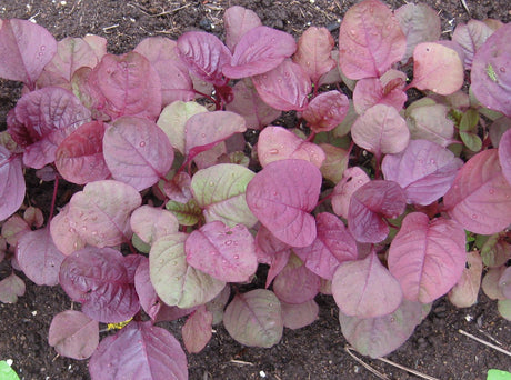 Amaranth 'Mekong Red' - GH