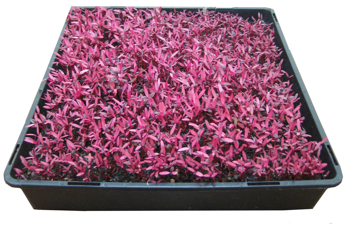 Amaranth Microgreens - GH