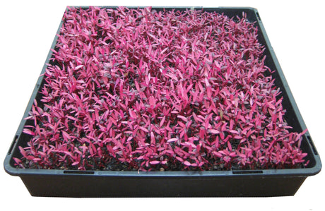 Amaranth Microgreens - GH