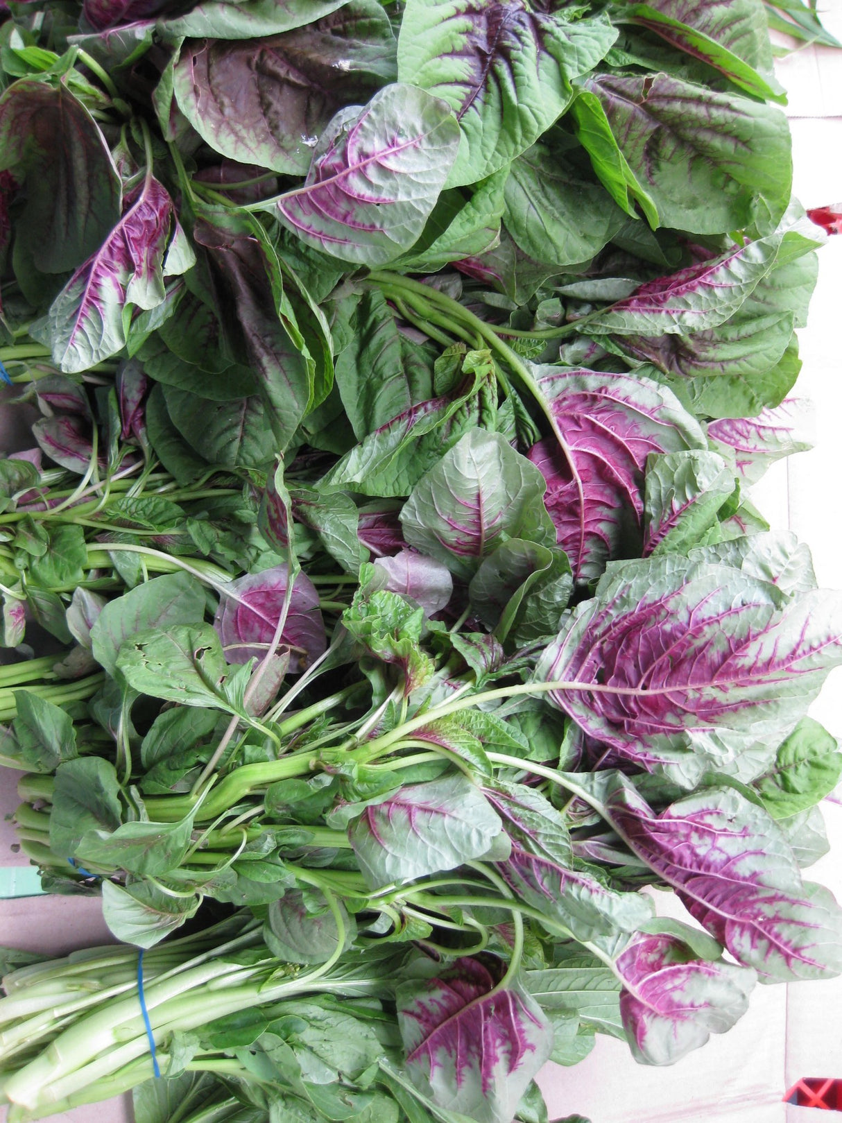 Amaranth 'Red Calaloo' - GH