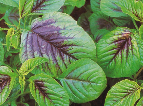 Amaranth 'Red Calaloo' - GH