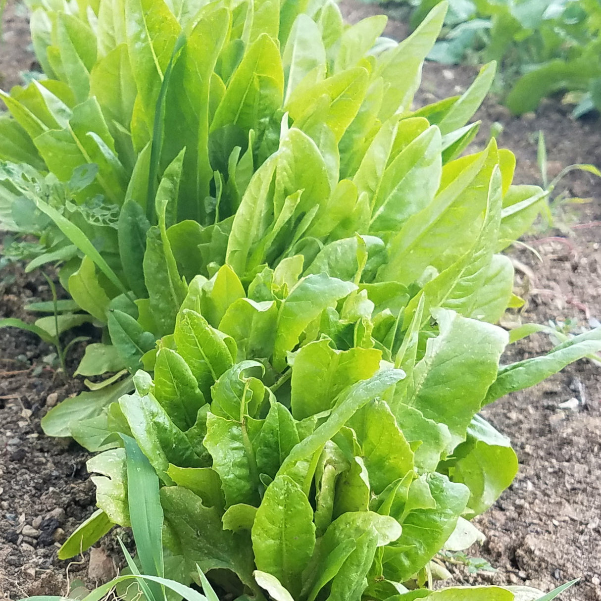 Lettuce 'Amish Deer Tongue'