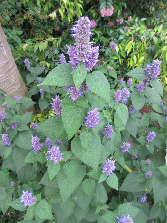 Anise Hyssop - GH