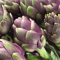 Artichoke Globe 'Violet Star' - GH