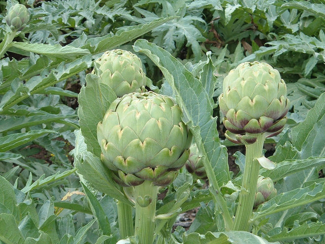 Artichoke 'Green Globe Improved' - GH