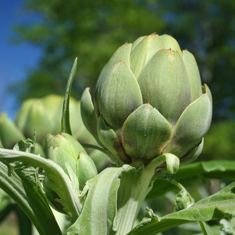 Artichoke 'Green Globe Improved'