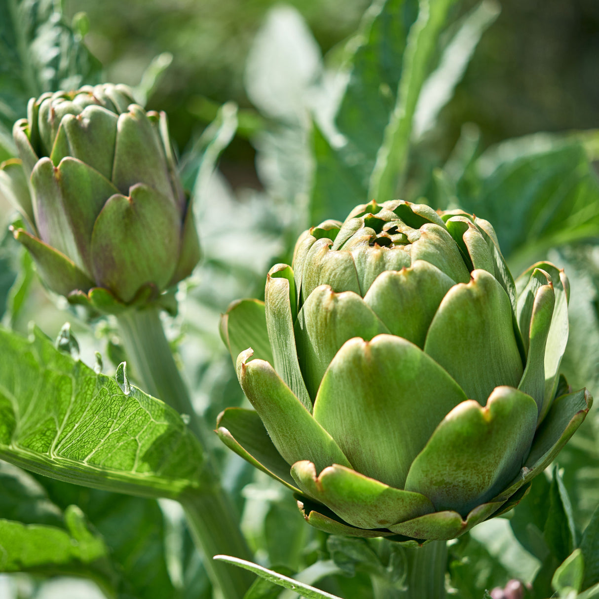 Artichoke 'Green Globe Improved'