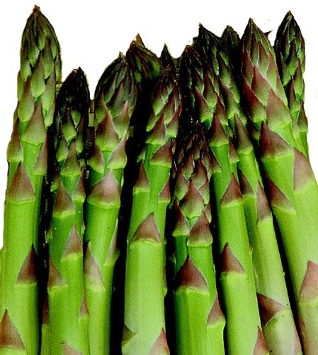 Asparagus 'Connover's Colossal' - GH