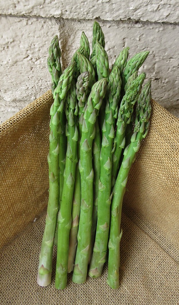 Asparagus 'Mary Washington' - GH