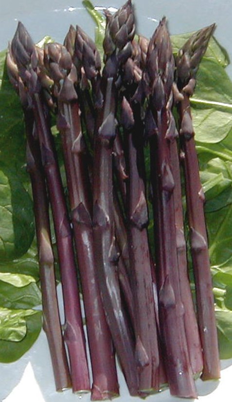 Asparagus 'Sweet Purple' - GH