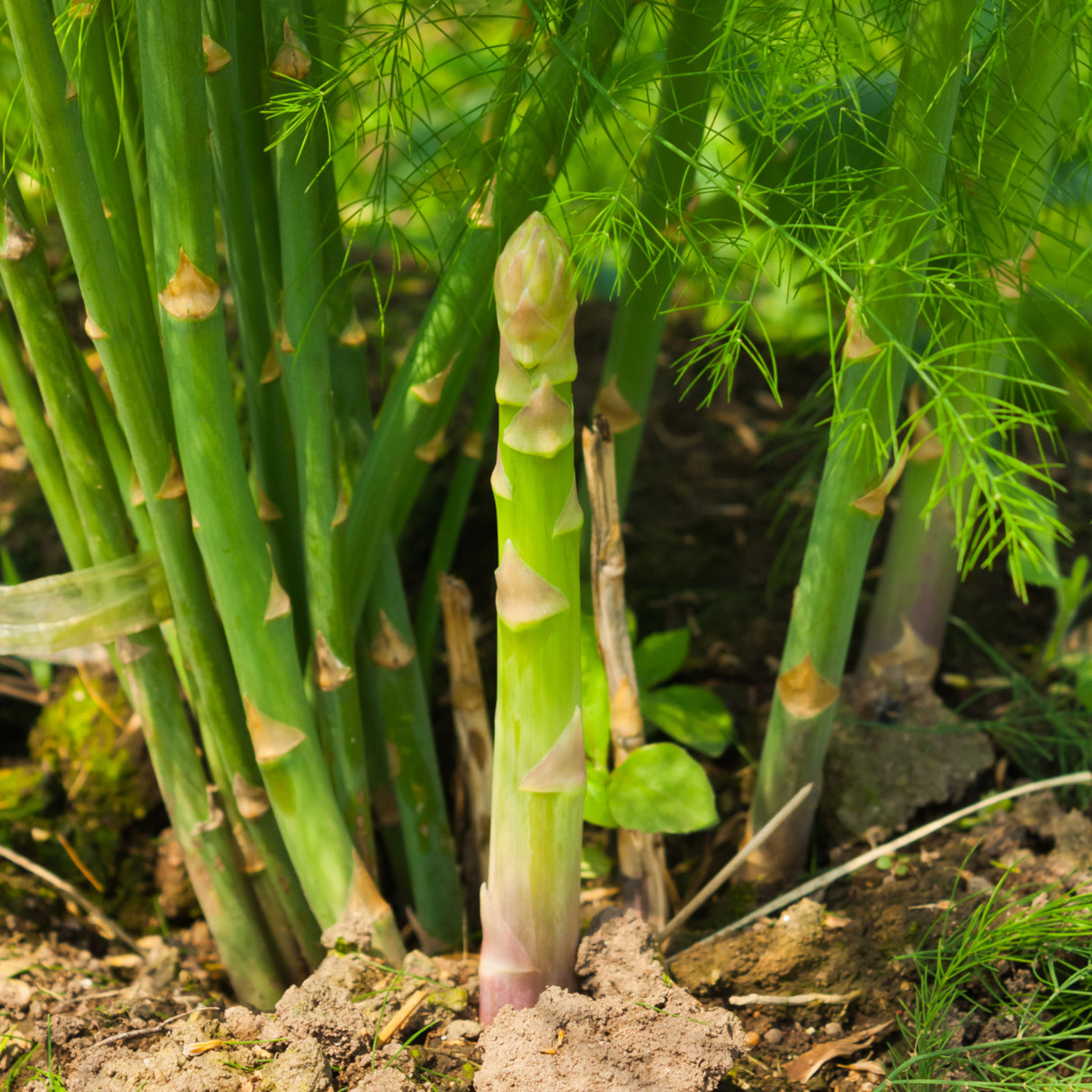 Asparagus 'UC 157'