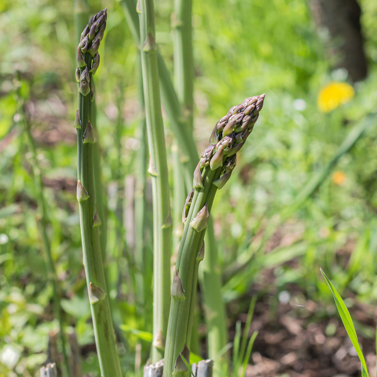 Asparagus 'UC 157'