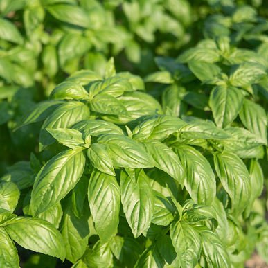 Basil 'Prospera' - GH