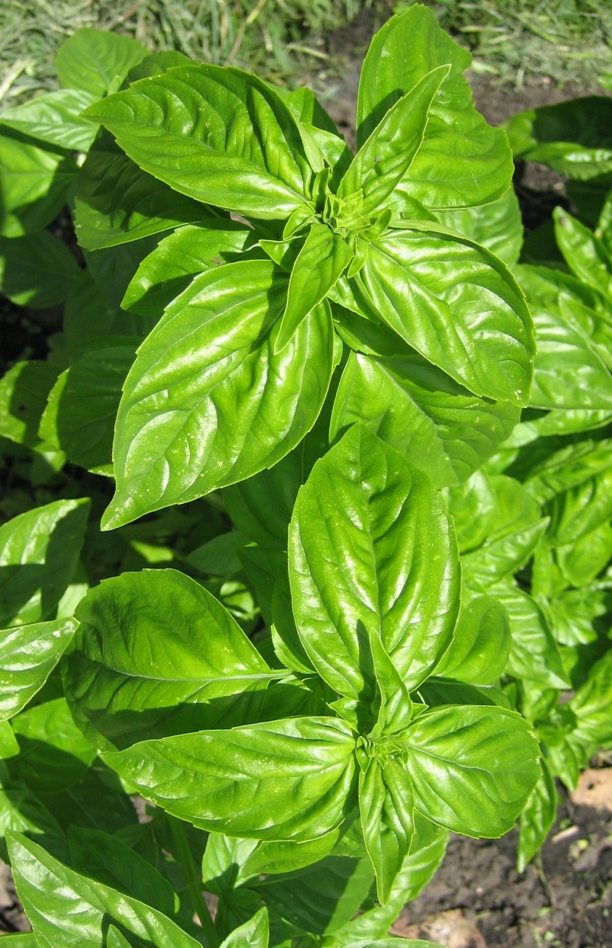 Basil - Sweet 'Genovese' - GH