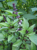 Basil 'Thai' - GH