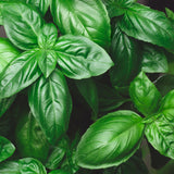 Basil - Sweet 'Genovese'