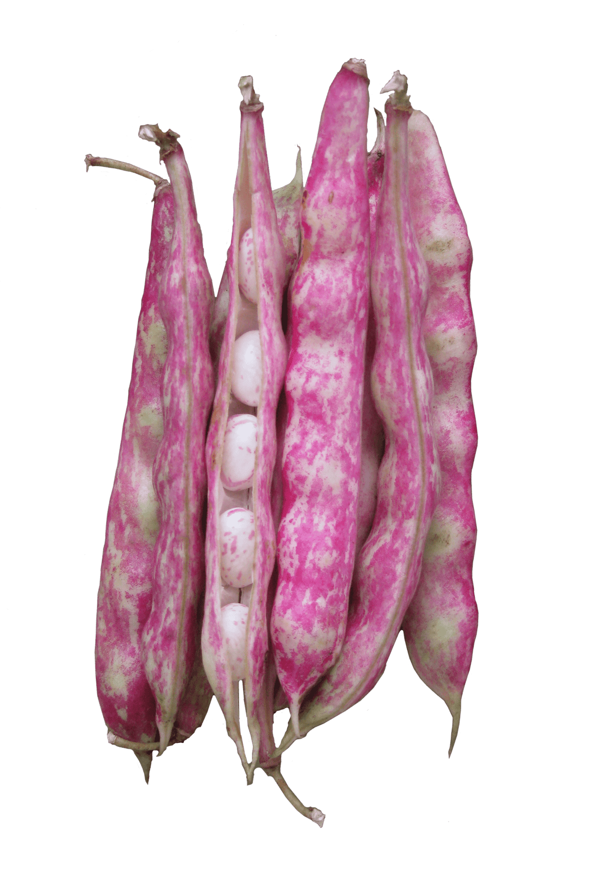 Bean Bush Borlotti 'Red Rooster' - Green Harvest