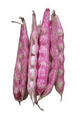 Bean Bush Borlotti 'Red Rooster' - Green Harvest