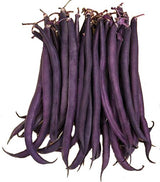 Bean Bush 'Royal Burgundy' - GH