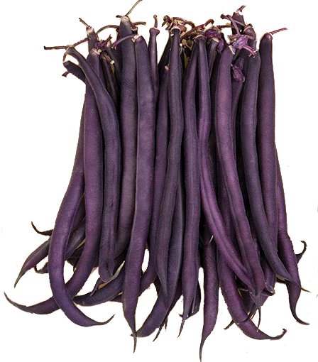 Bean Bush 'Royal Burgundy' - GH