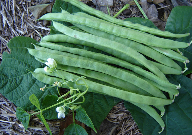 Bean Climbing 'Giant Of Stuttgart' - Green Harvest