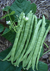 Bean Climbing 'Giant Of Stuttgart' - Green Harvest