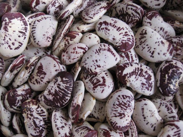 Bean Climbing 'Madagascar' - Green Harvest