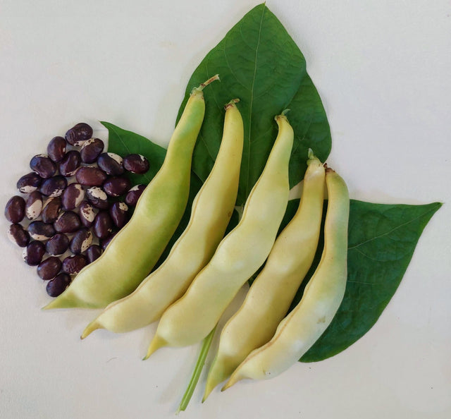 Bean Climbing 'Portuguese Butter' - Green Harvest