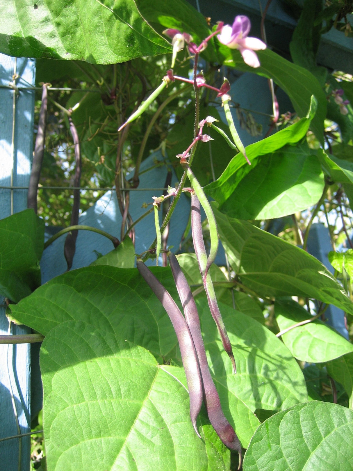 Bean Climbing 'Purple King' - Green Harvest