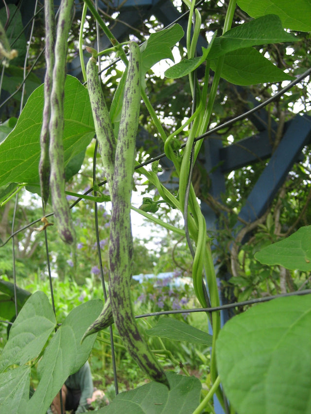 Bean Climbing 'Rattlesnake - Green Harvest