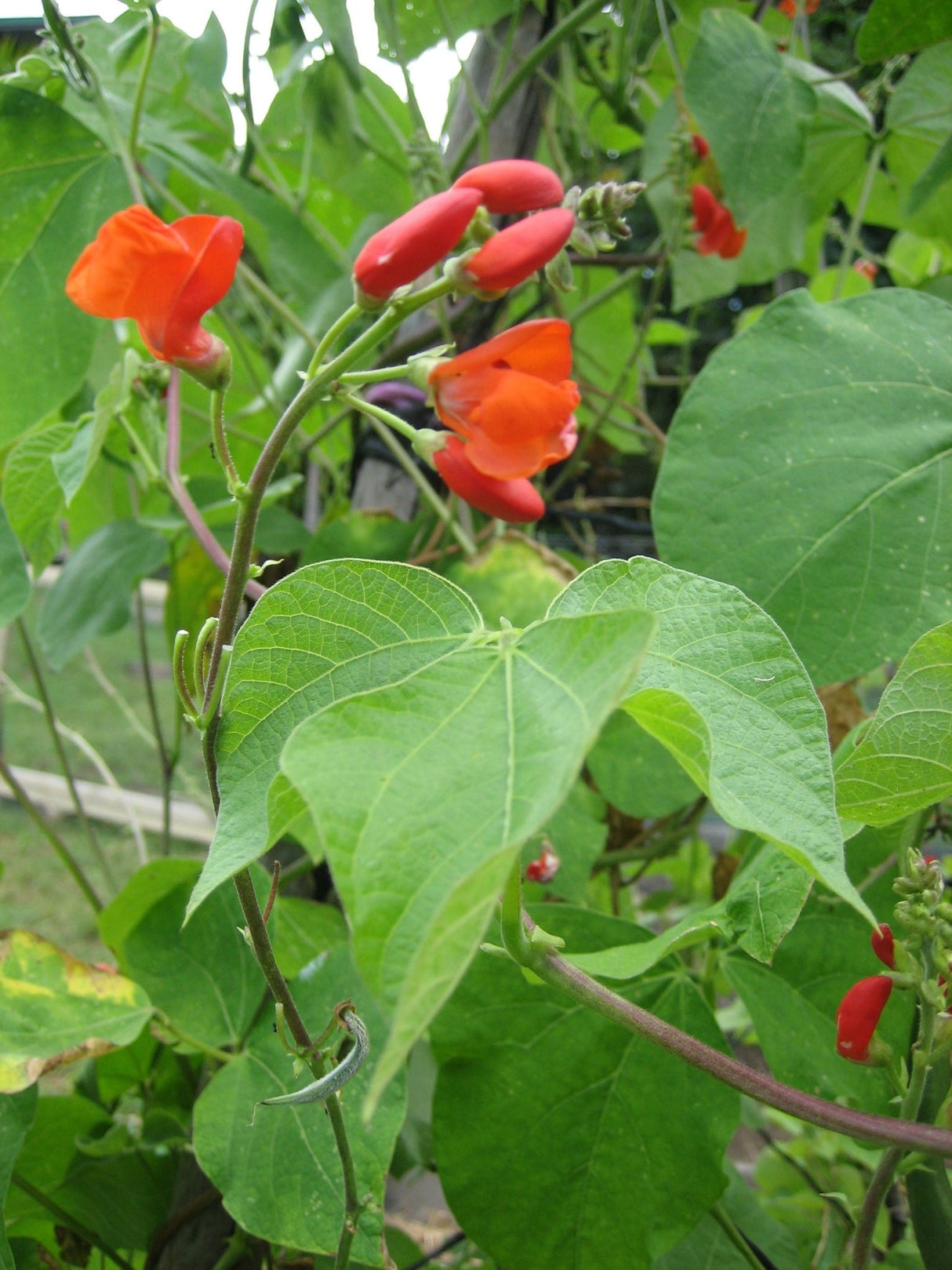 Bean Climbing 'Scarlet Runner' - Green Harvest