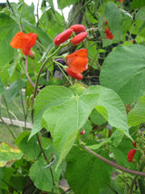 Bean Climbing 'Scarlet Runner' - Green Harvest