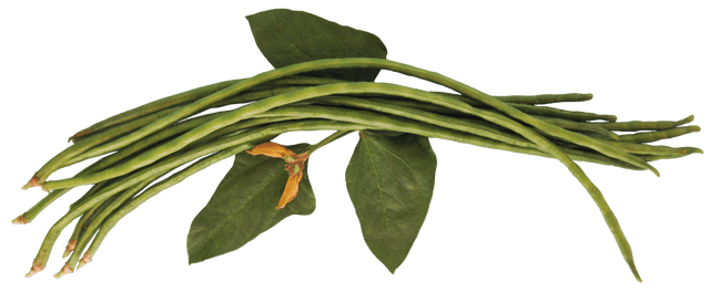 Bean Climbing Snake 'Red Dragon' - Green Harvest