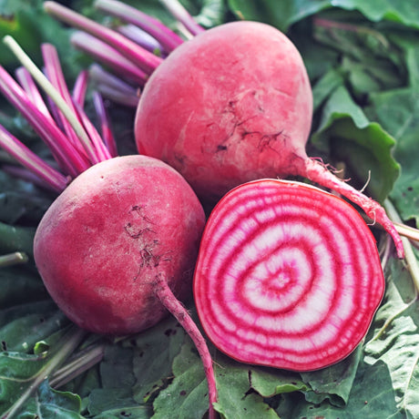 Beetroot 'Chioggia' - Green Harvest