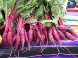 Beetroot 'Cylindrica' - GH