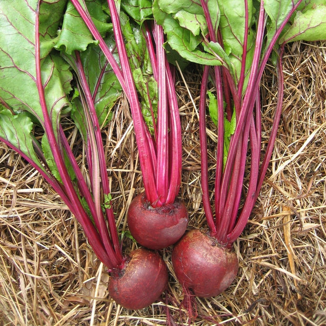 Beetroot 'Detroit' - Green Harvest