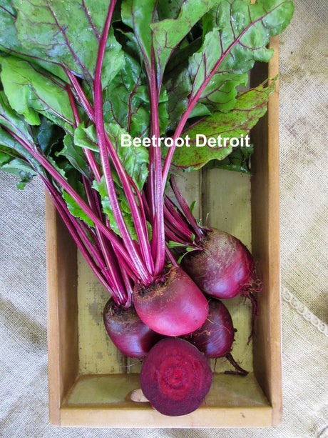 Beetroot 'Detroit' - Green Harvest