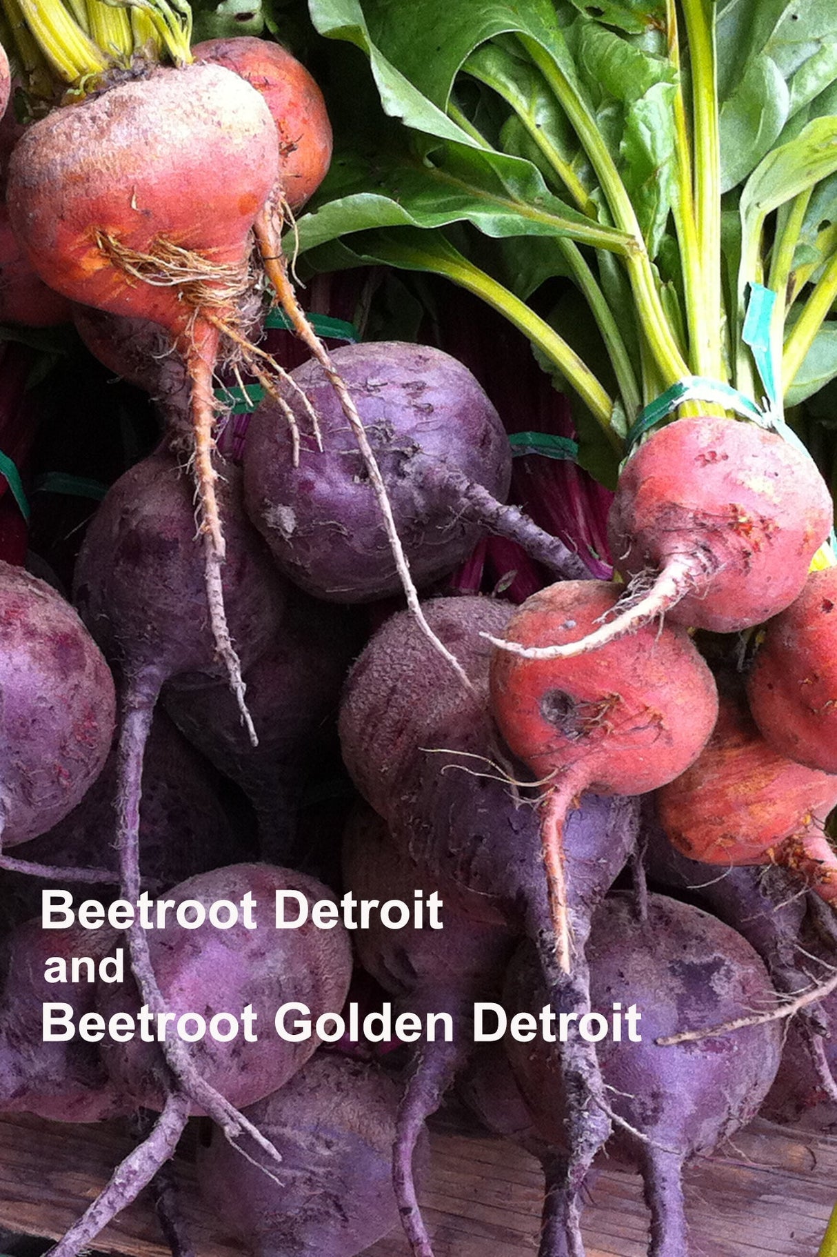 Beetroot 'Golden Detroit' - Green Harvest