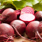 Beetroot 'Chioggia'