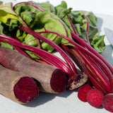 Beetroot 'Cylindrica'