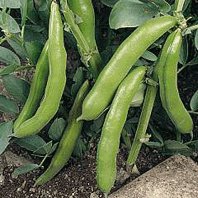 Broad Bean 'Aquadulce' - GH