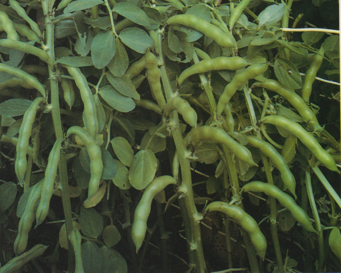 Broad Bean 'Coles Dwarf' - GH