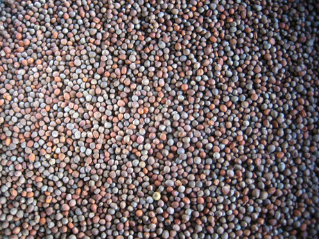 Broccoli Sprouting - Green Harvest