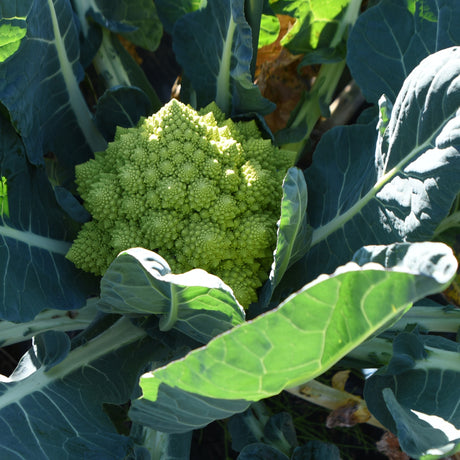 Broccoli 'Romanesco'