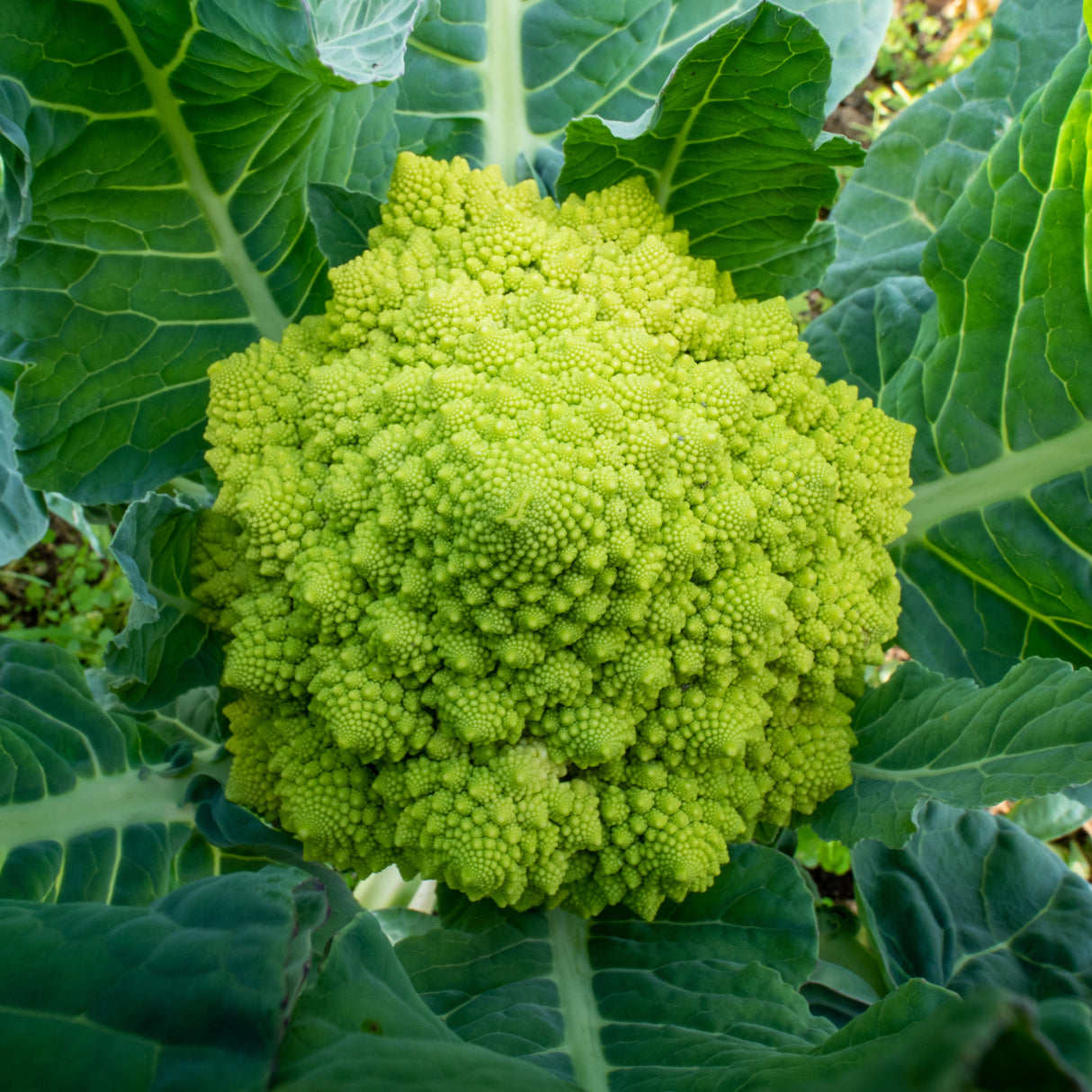 Broccoli 'Romanesco'