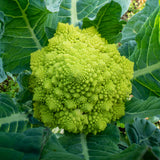 Broccoli 'Romanesco'